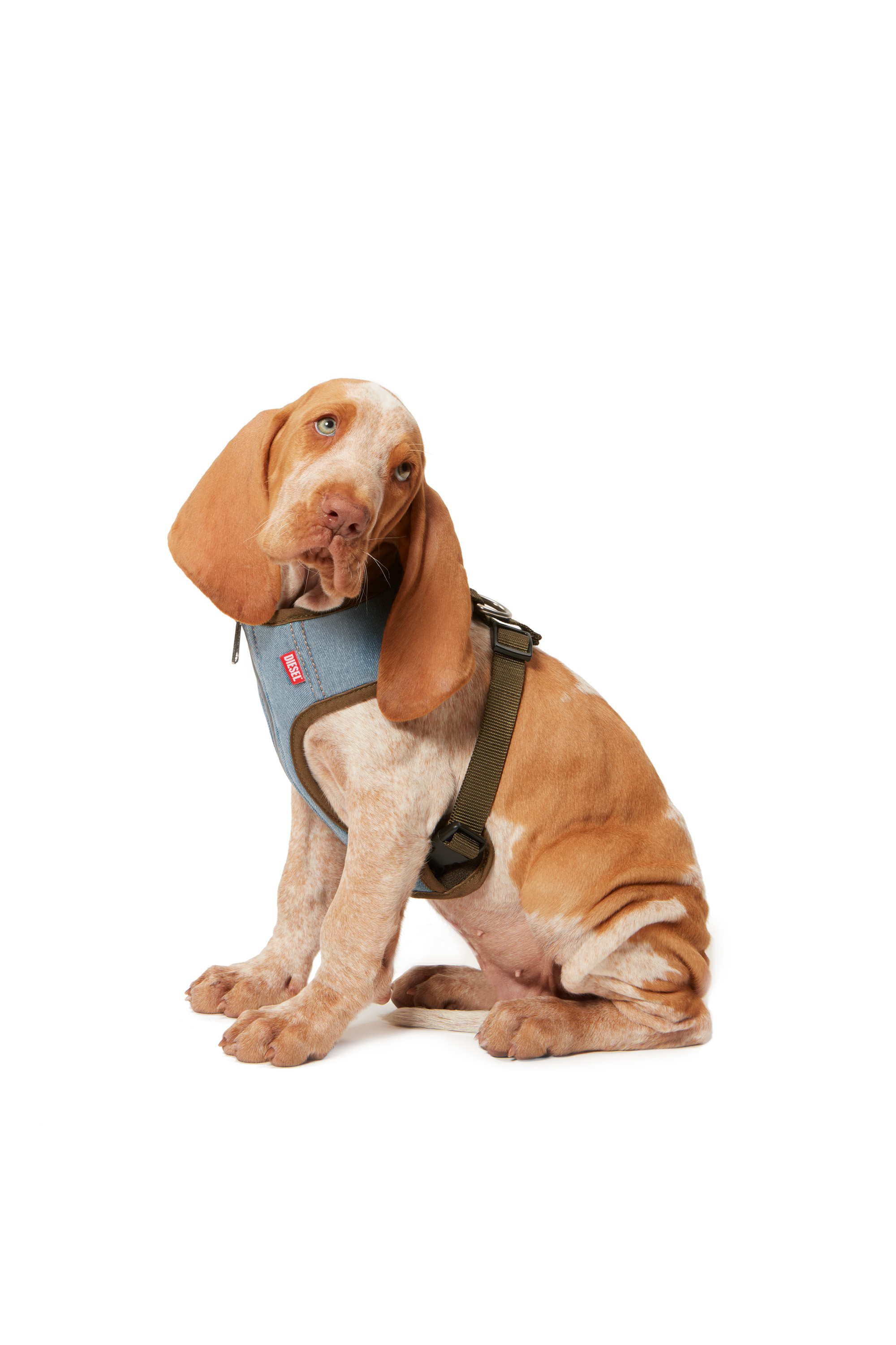 Diesel - PET-TORINA, Green/Blue - Image 6